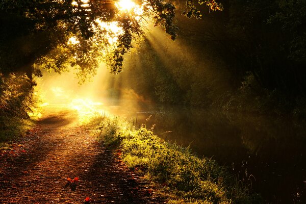 Sunlight through the leaves trees over the path