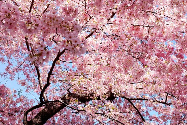 Blauer Himmel und blühende Sakura