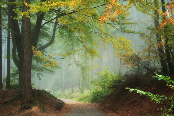 The road in the autumn forest in the morning