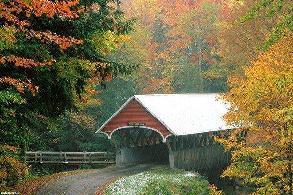 Ponte nella foresta in autunno