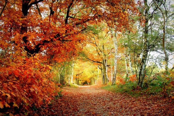 The trail in the leaves in the autumn alley