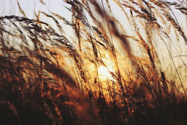 Puesta de sol de la tarde hierba y sol