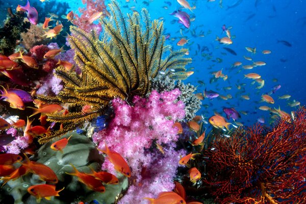 Schöne Unterwasserwelt des Ozeans