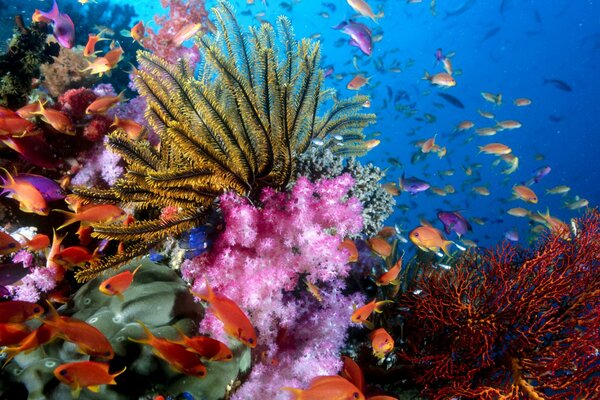 Bellissimo mondo sottomarino dell oceano