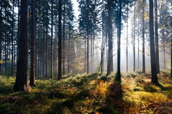 La lumière du soleil pénètre à travers les arbres