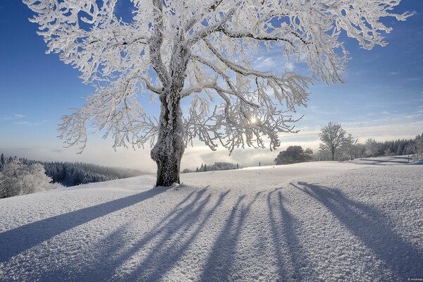 A tree covered with frost surrounded by snow