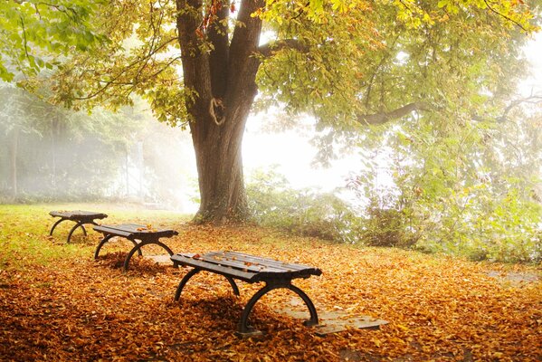 Erholungsplätze im Herbstpark