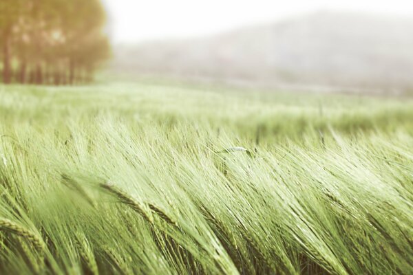 Il vento ondeggia le spighe di grano