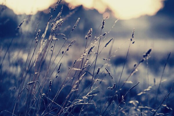 Grass blades of erysipelas at sunset