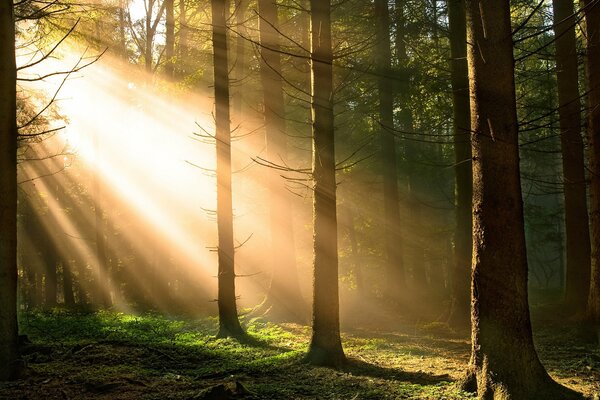 Immagine di alberi nella foresta contro i raggi del sole