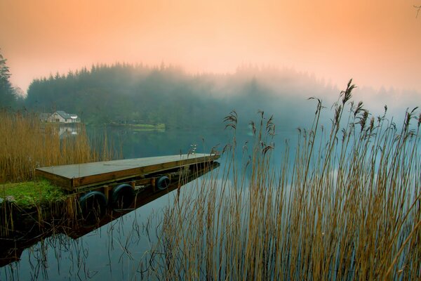 Nebel am Flussufer. Schilf