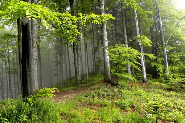 Summer landscape in the forest