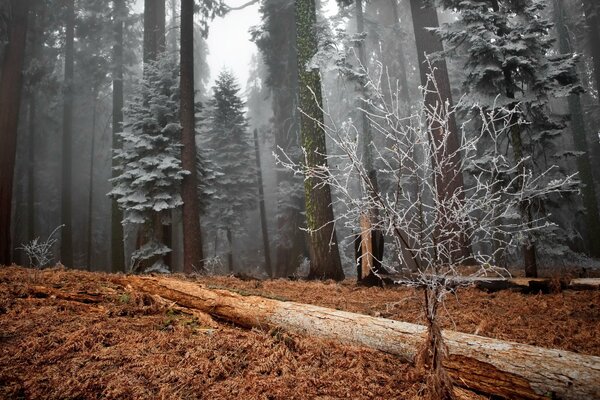 Erba morta nella foresta profonda invernale