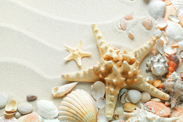 Starfish with shells on the sand