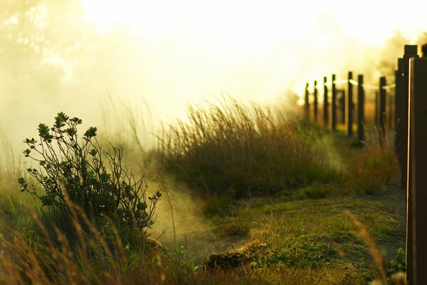 Spaziergang entlang der Hecke im Nebel