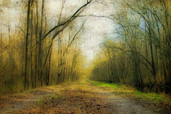 Bild der Herbststraße in den Wald