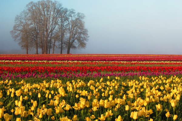 Wiosna, pole kolorowych tulipanów