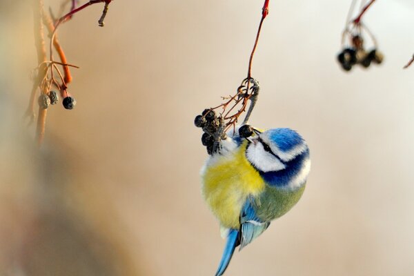 Vogelmeise mit gelb-blauem Gefieder