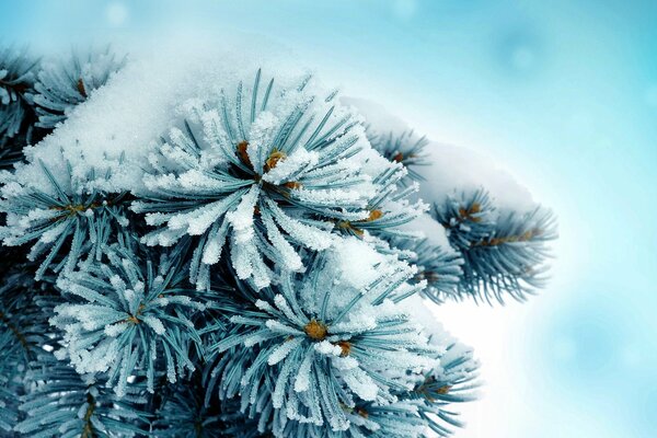 Motif de flocons de neige fantaisie sur les aiguilles de pin