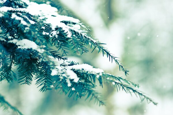 Neige sur les branches de l épinette