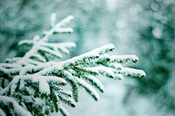 Winterwald. äste fichten im Schnee