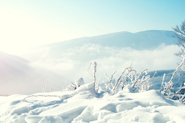 Mountains and trees under snow in winter