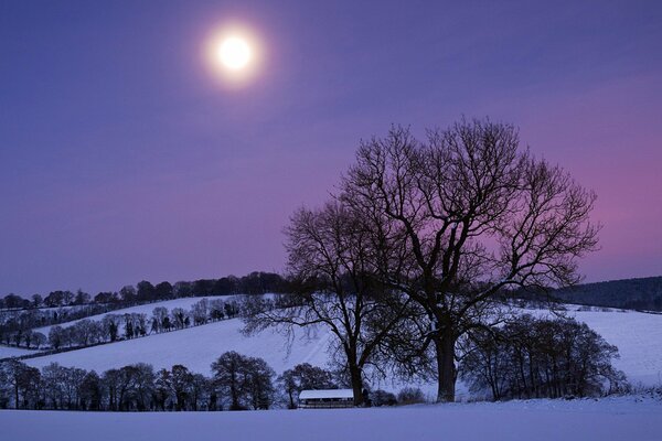 Drzewa na zimowym wzgórzu z fioletowym niebem