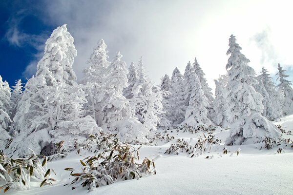 Snow-covered nature sleeps until spring