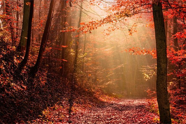 Forêt d automne pourpre, les rayons de lumière se brisent