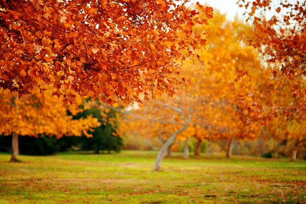 Schöne Herbstbäume in gelber und roter Farbe