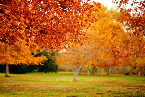 Bellissimi alberi autunnali di colore giallo e rosso