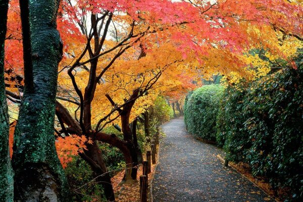 Japanischer Herbstwald. Gehweg im Park