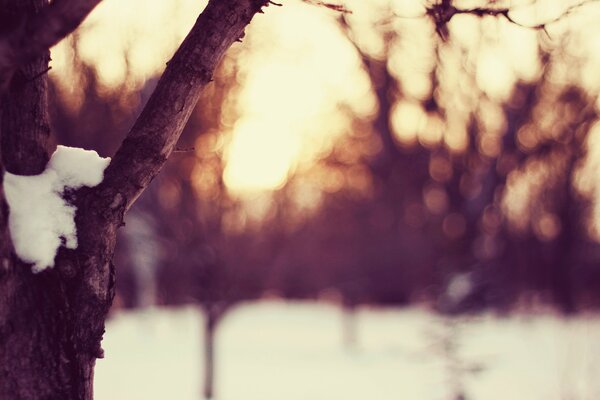 Winter glade under the snow during sunset