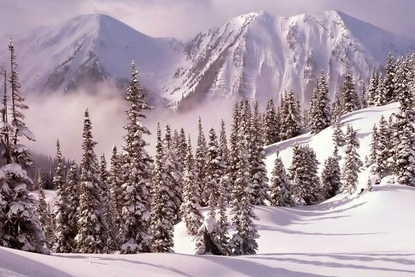 Schneebedeckte Berge über dem Winterwald