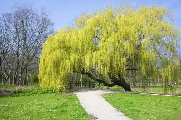 Verde claro, un árbol en expansión sobre un camino en el parque