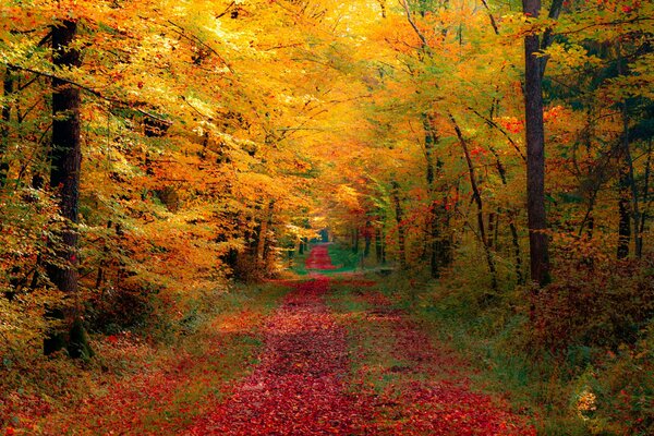 Sentier dans la belle forêt d automne