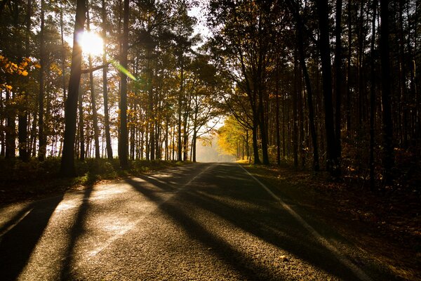 Sonnenstrahlen durch das Herbstlaub der Bäume