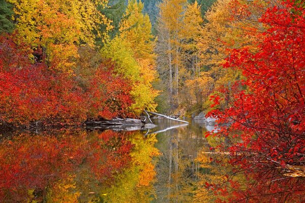 Pittura della pittura di autunno nella foresta