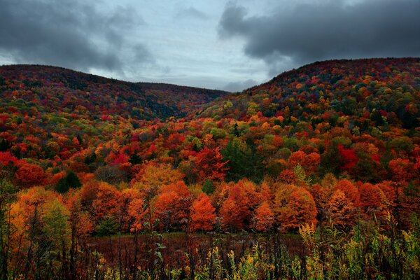 Viele bunte Bäume im Herbst