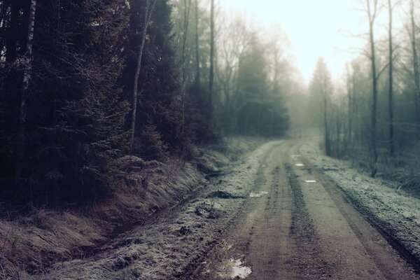 Landstraße schmaler Weg in einen nebligen Wald