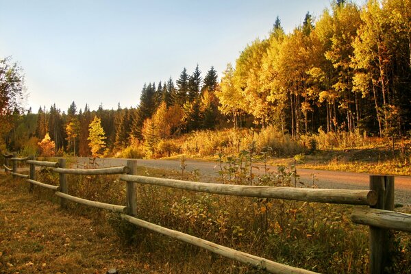 Recinzione sulla strada che corre lungo la foresta