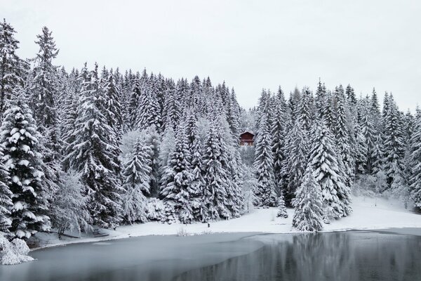 Winterbäume im Schnee am See