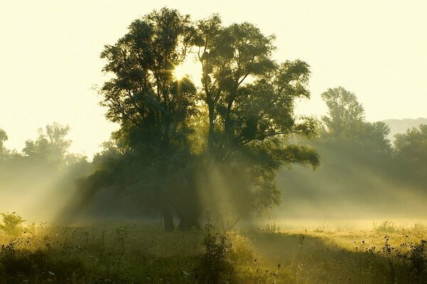 Les rayons du début de l aube d été traversent la Couronne de l arbre