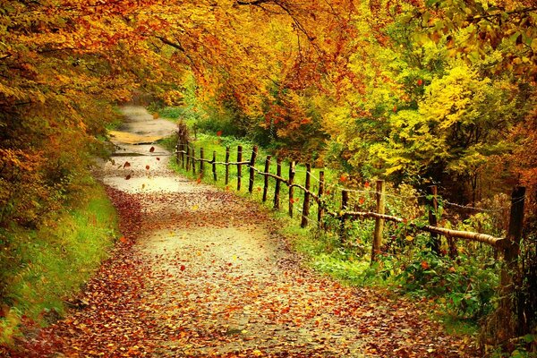 Autumn path with fence