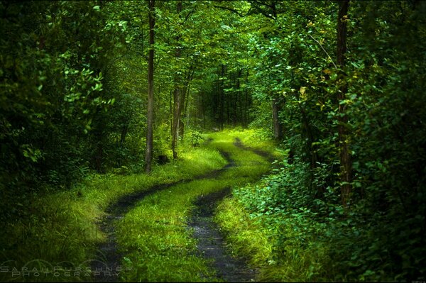 Sendero del bosque a través de los árboles verdes