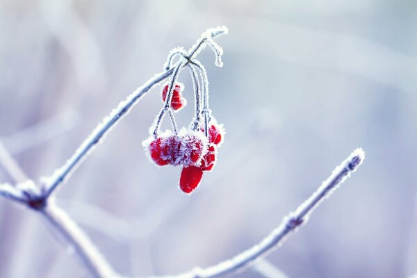 Wintertapete mit Makroaufnahmen