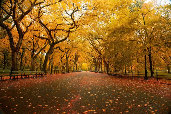 Parque de otoño con hojas amarillas caídas