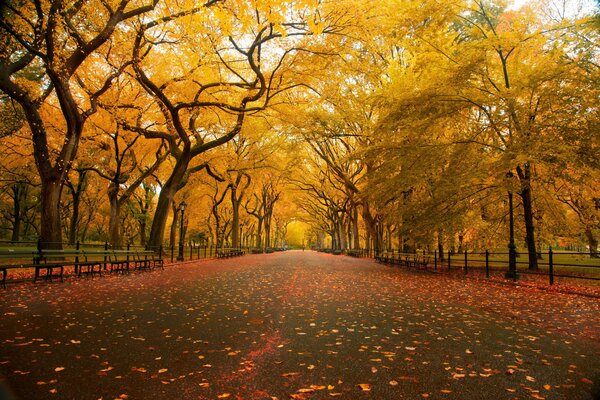 Parc d automne avec des feuilles jaunes tombées