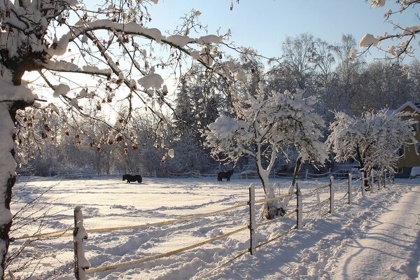 Les chevaux marchent dans un enclos d hiver