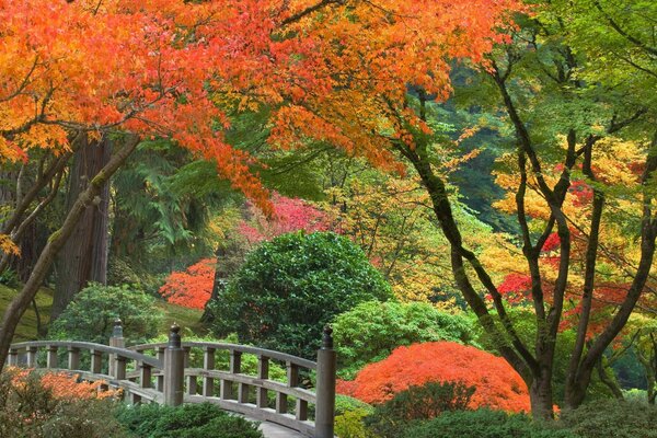 A wonderful bridge in the Japanese forest